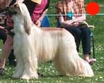 Afghan Hound in the UK