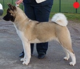 Akita in the UK