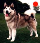 Alaskan Malamute in the UK