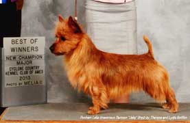 Australian Terrier in the UK