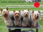 Australian Silky Terrier in the UK