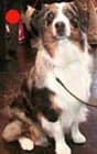 Australian Shepherd in the UK