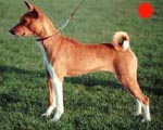 Basenji in the UK