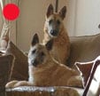 Belgian Shepherd Dog Laekenois in the UK