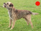 Border Terrier in the UK