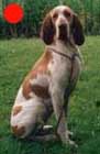 Bracco Italiano in the UK