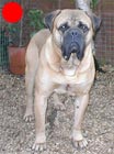 Bullmastiff in the UK