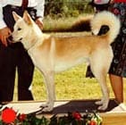 Canaan Dog in the UK