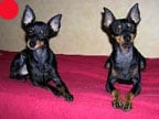 English Toy Terrier (Black and Tan) in the UK