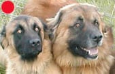 Estrela Mountain Dog in the UK