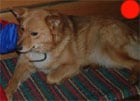 Finnish Spitz in the UK