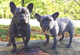 French Bulldog in the UK