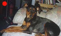 German Pinscher in the UK