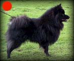 German Spitz (Klein and Mittel) in the UK