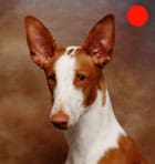 Ibizan Hound in the UK