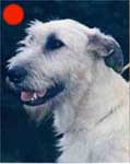 Irish Wolfhound in the UK