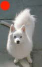 Japanese Spitz in the UK
