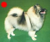 Keeshond in the UK