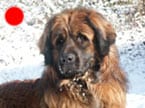 Leonberger in the UK