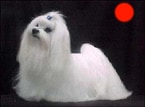 Maltese in the UK