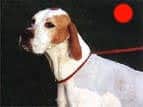 Pointer in the UK