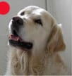 Retriever (Golden) in the UK