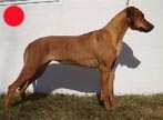 Rhodesian Ridgeback in the UK