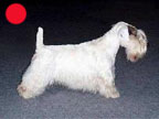 Sealyham Terrier in the UK