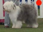 Old English Sheepdog in the UK