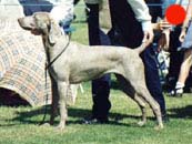 Weimaraner in the UK