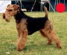 Welsh Terrier in the UK