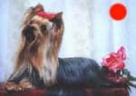 Yorkshire Terrier in the UK