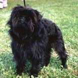 Affenpinscher in the UK