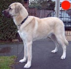 Anatolian Shepherd Dog in the UK