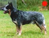 Australian Cattle Dog in the UK
