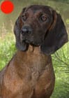 Bavarian Mountain Hound in the UK
