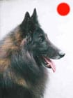 Belgian Shepherd Dog Tervueren in the UK
