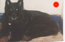 Belgian Shepherd Dog Groenendael in the UK