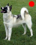 Greenland Dog in the UK