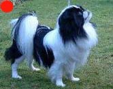 Japanese Chin in the UK
