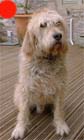 Otterhound in the UK