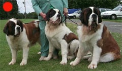 St. Bernard in the UK