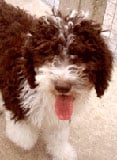 Spanish Water Dog in the UK