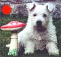 West Highland White Terrier in the UK