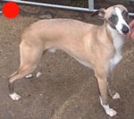 Whippet in the UK